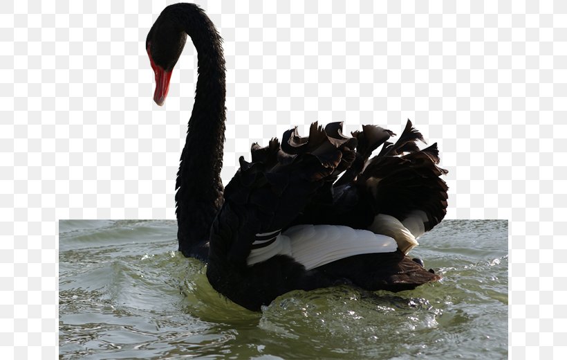 Black Swan Duck Bird Goose Clip Art, PNG, 650x520px, Black Swan, Beak, Bird, Cygnini, Duck Download Free