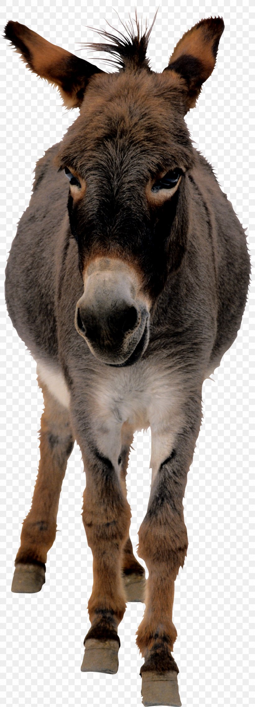 The Donkey Sanctuary Horse Mule, PNG, 1167x3232px, Donkey, Animation, Fauna, Fur, Horse Download Free