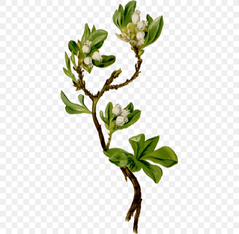 Arctostaphylos Alpina Madrones Stock Photography Flowering Plant, PNG, 405x800px, Madrones, Arctostaphylos, Blossom, Branch, Bud Download Free