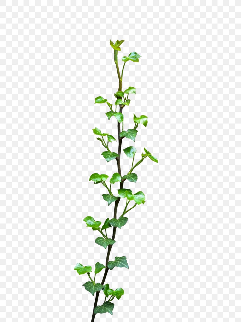 Common Ivy Vine Plant Clip Art, PNG, 730x1095px, Common Ivy, Branch, Flower, Flowering Plant, Herb Download Free