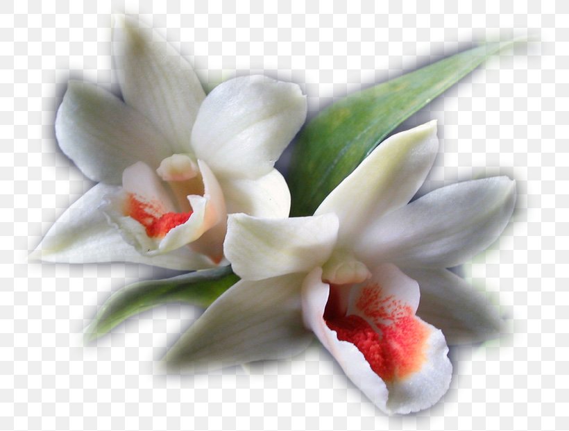 Flower Blog Clip Art, PNG, 775x621px, Flower, Birthday, Blog, Blume, Cut Flowers Download Free