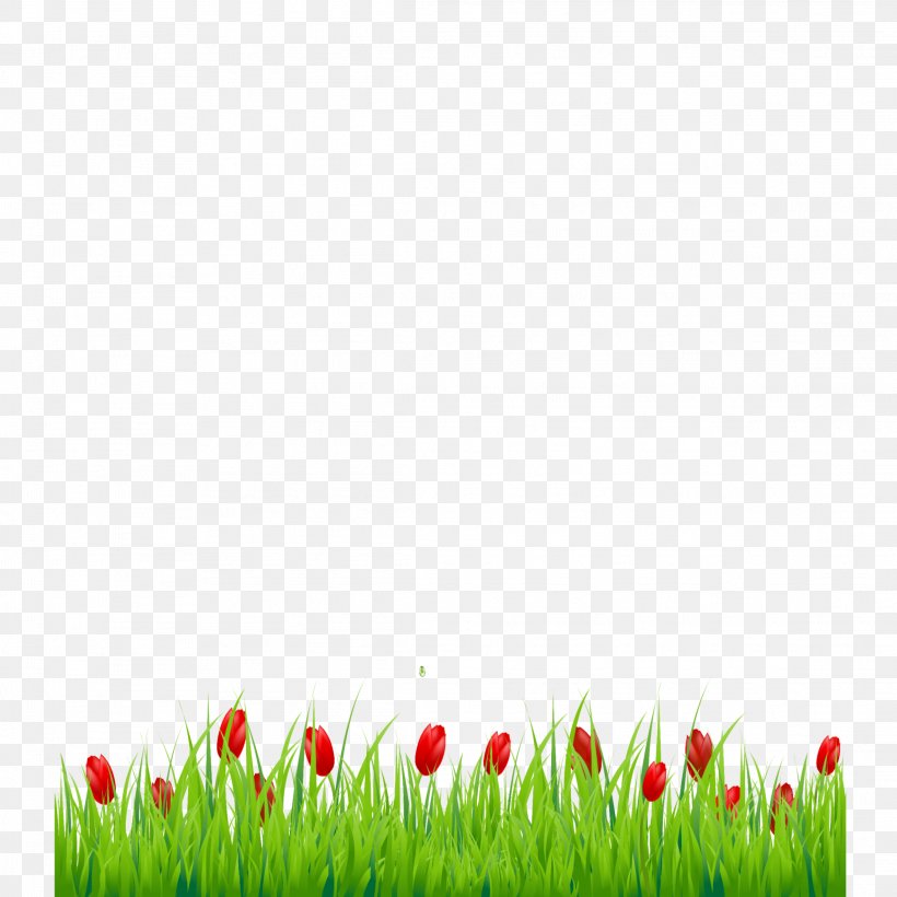 Green Grass Background, PNG, 2289x2289px, Tulip, Flower, Grass, Grass  Family, Grasses Download Free