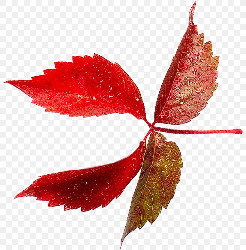Leaf Clip Art, PNG, 800x836px, Leaf, Autumn Leaves, Branch, Data, Data Compression Download Free