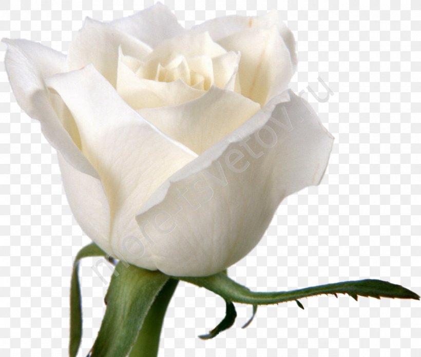Rose Flower White Desktop Wallpaper Petal, PNG, 1280x1089px, Rose, Bud, Color, Cut Flowers, Floristry Download Free