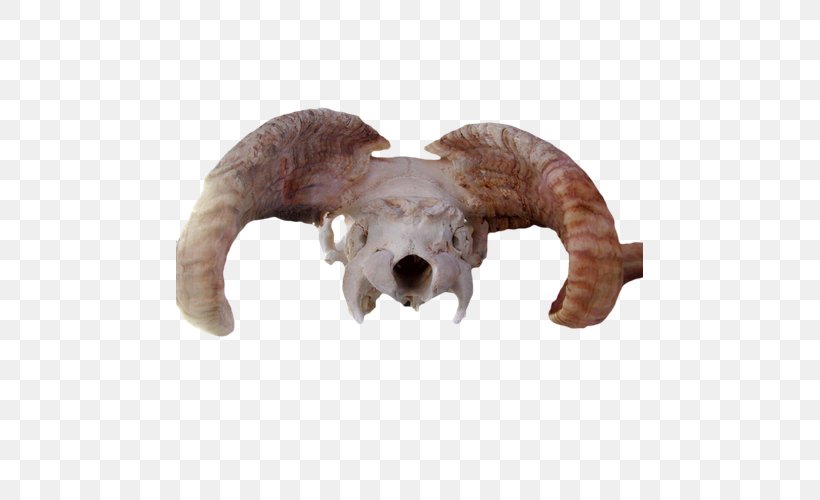 Sheep Animal Skulls Head, PNG, 600x500px, Sheep, Animal Skulls, Data, Data Compression, Fauna Download Free