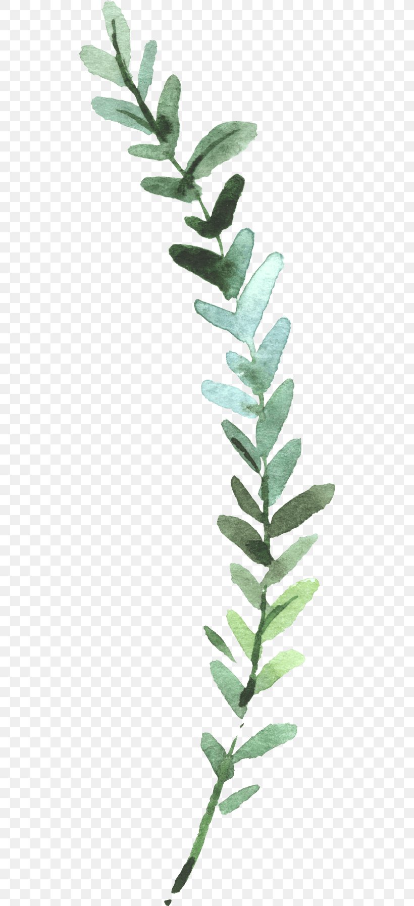 Watercolor Painting Leaf Image Plants, PNG, 508x1794px, Watercolor Painting, Branch, Designer, Flowerpot, Leaf Download Free