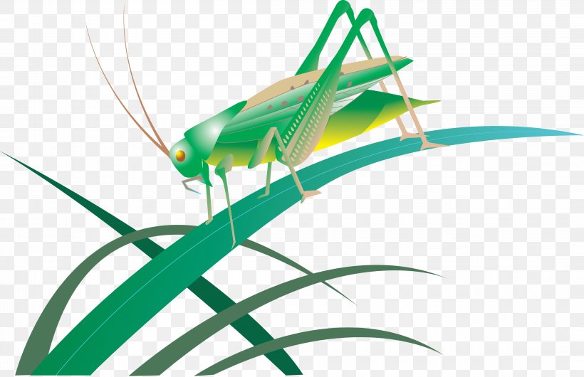 Grasshopper Tettigonioidea, PNG, 4398x2846px, Sound, Arthropod, Child, Consonant, Cricket Download Free