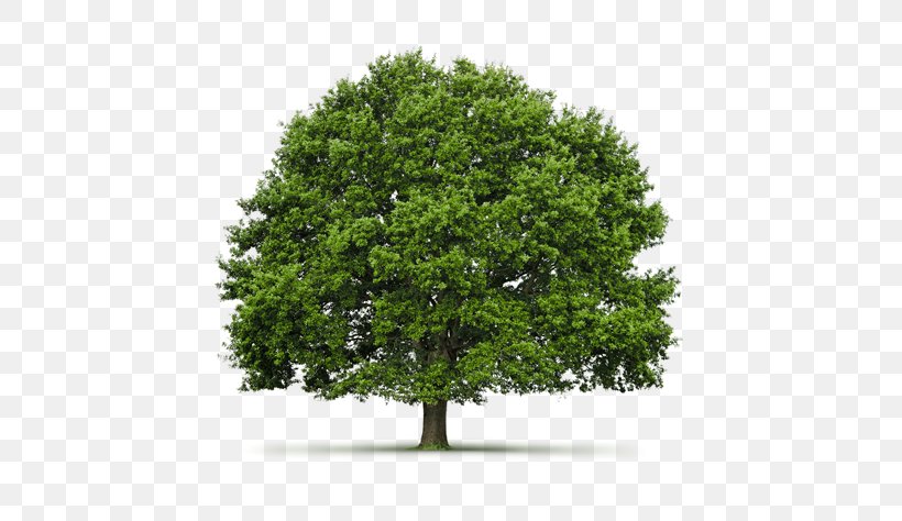 Hardwood Shade Tree Oak Janka Hardness Test, PNG, 550x474px, Hardwood, Branch, Evergreen, Floor, Hardness Download Free