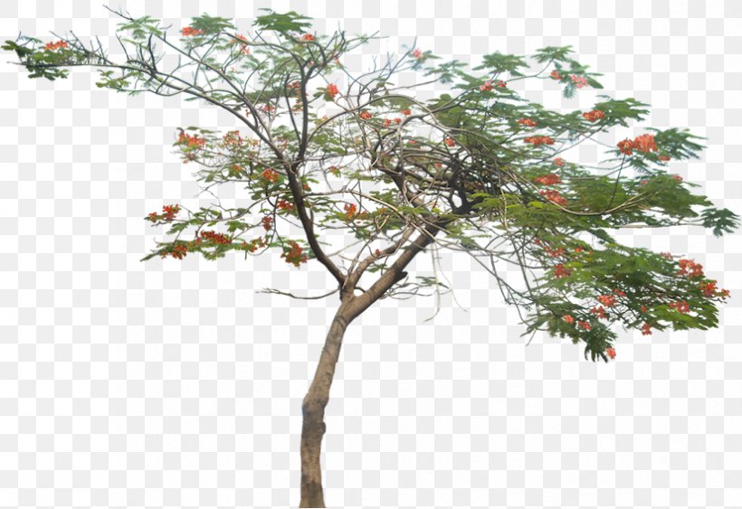 Tree Royal Poinciana Plant, PNG, 826x568px, Tree, Branch, Desert Heartbeat, Flora, Flower Download Free