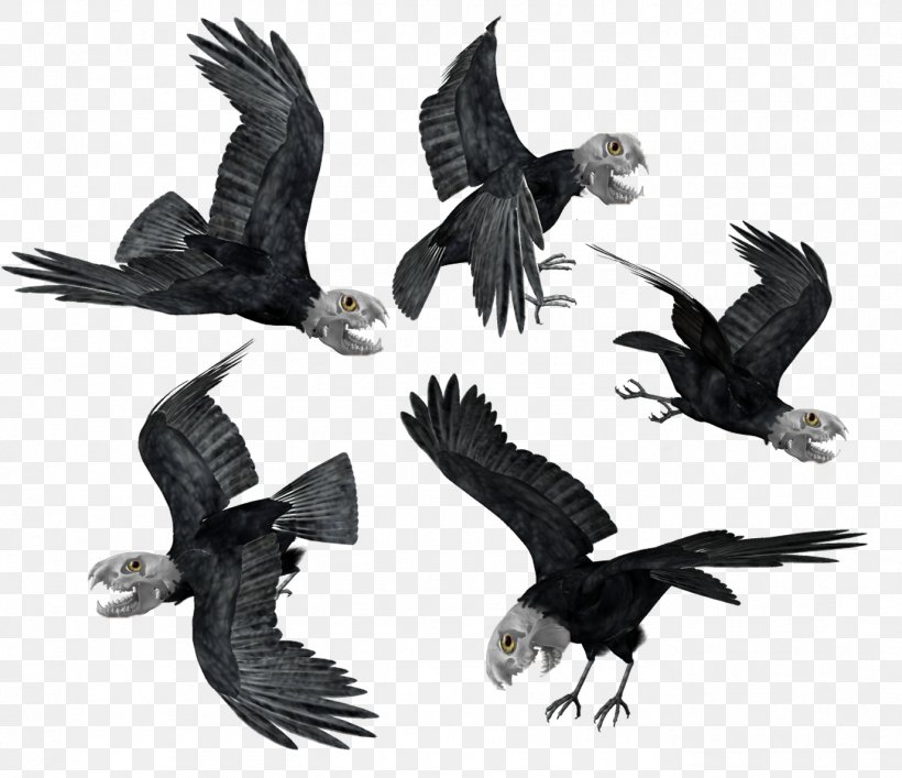 Bird Bald Eagle Common Raven Hooded Crow, PNG, 1375x1187px, Bird, Accipitriformes, Bald Eagle, Beak, Bird Of Prey Download Free