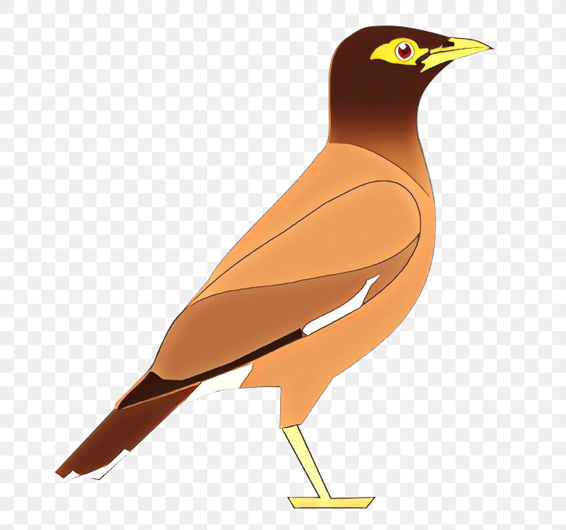 Bird Beak Common Myna Acridotheres Myna, PNG, 707x768px, Bird, Acridotheres, Beak, Common Myna, Myna Download Free