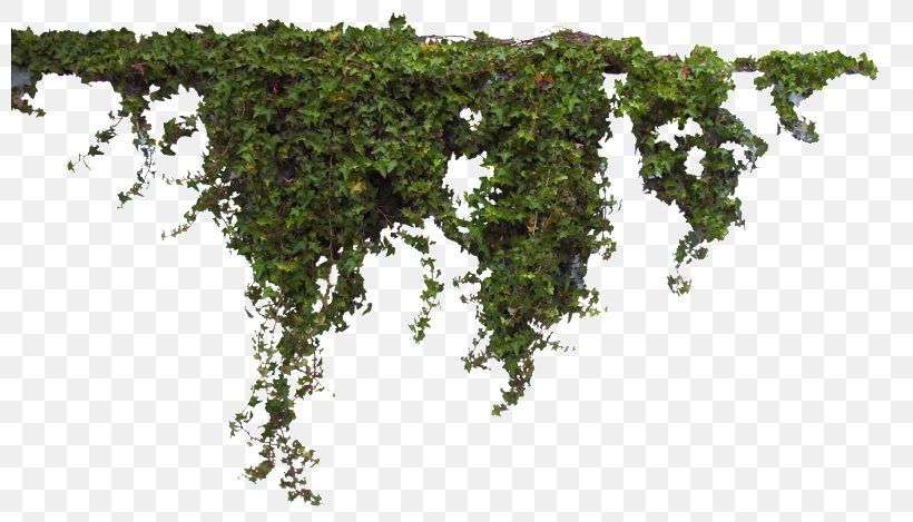 Common Ivy, PNG, 800x469px, 2d Computer Graphics, 3d Computer Graphics, Common Ivy, Branch, Ivy Download Free