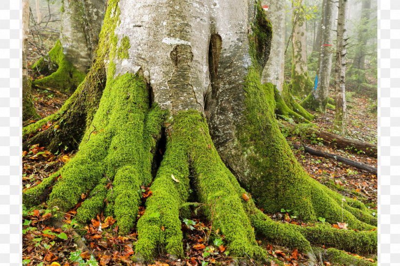 European Beech Tree Spruce-fir Forests Trunk, PNG, 1024x682px, European Beech, Beech, Beech Family, Biome, Broadleaved Tree Download Free
