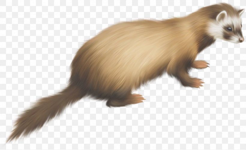 Ferret Dog Goose, PNG, 1409x861px, Ferret, Black Footed Ferret, Burrow, Carnivoran, Dog Download Free