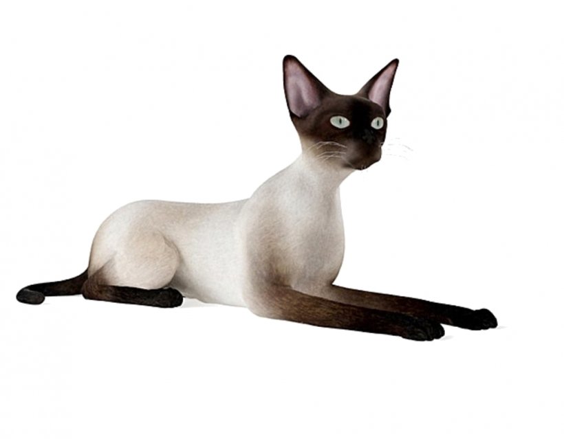 Siamese Cat Thai Cat Tonkinese Cat Malayan Cat Domestic Short-haired Cat, PNG, 1005x784px, 3d Computer Graphics, 3d Modeling, Siamese Cat, Animal, Asian Download Free