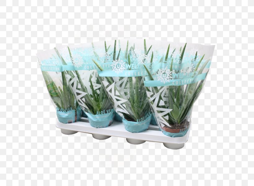 Succulent Plant Aloe Vera OBI Cactaceae, PNG, 600x600px, Plant, Aloe, Aloe Vera, Aquarium Decor, Asphodelaceae Download Free
