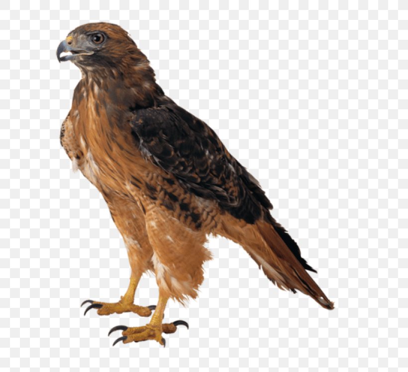 Bird Cartoon, PNG, 680x749px, Bald Eagle, Accipitridae, Beak, Bird, Bird Of Prey Download Free