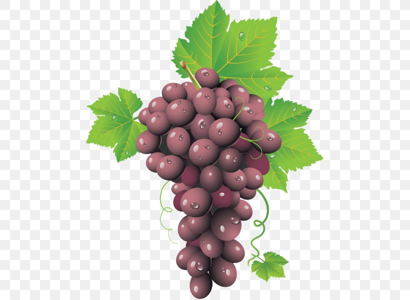 Common Grape Vine Wine Clip Art, PNG, 475x600px, Common Grape Vine, Berry, Boysenberry, Flowering Plant, Food Download Free
