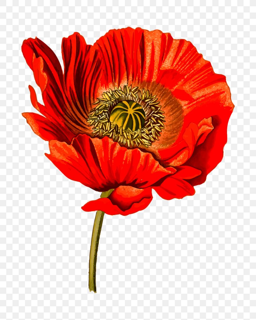 Opium Poppy Common Poppy Köhler's Medicinal Plants, PNG, 1025x1280px, Opium Poppy, Annual Plant, Botanical Illustration, California Poppy, Common Poppy Download Free