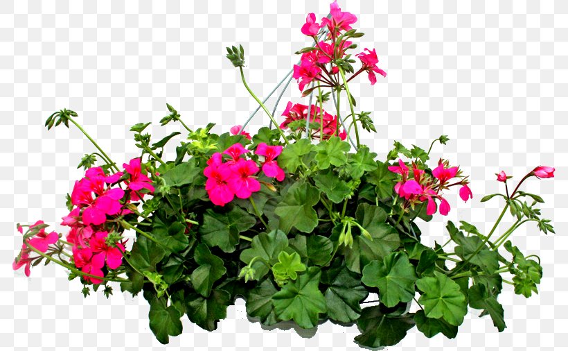 Plant Flower Shrub, PNG, 784x506px, Plant, Annual Plant, Flower, Flowering Plant, Flowerpot Download Free
