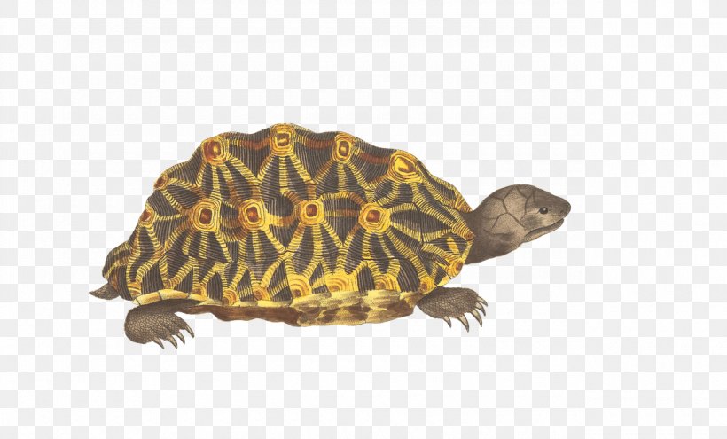Box Turtles Reptile Clip Art, PNG, 1280x773px, Box Turtles, Box Turtle, Chelydridae, Emydidae, Fauna Download Free