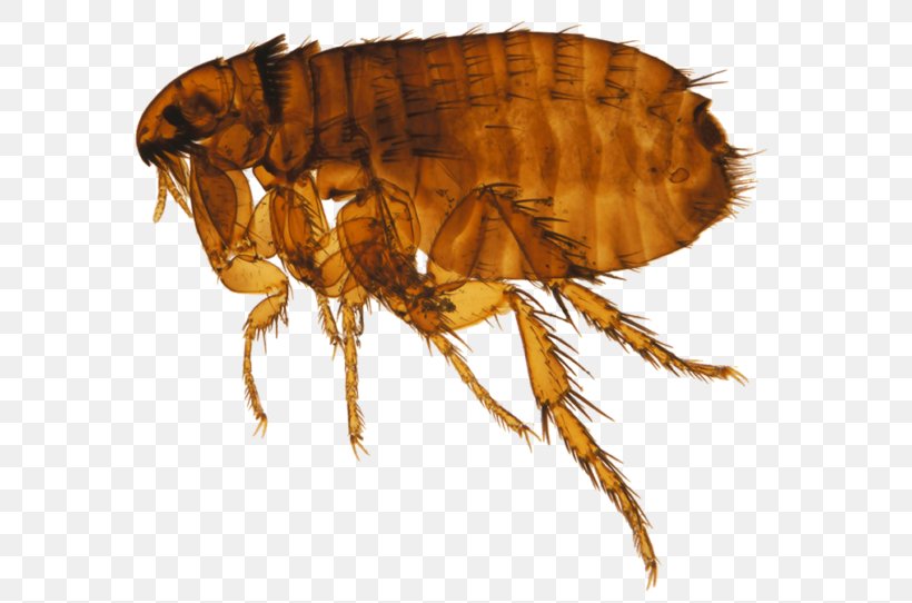 Cat Flea Dog Flea Honey Bee, PNG, 600x542px, Cat, Arthropod, Bacteria, Bee, Cat Flea Download Free