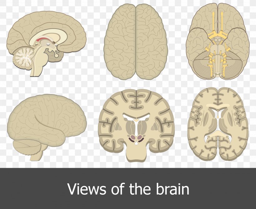 Human Brain Human Anatomy Cerebral Cortex, PNG, 2500x2047px, Watercolor, Cartoon, Flower, Frame, Heart Download Free