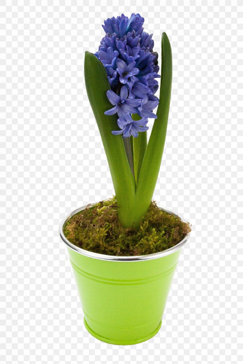 Flower Houseplant Hyacinthus Orientalis Floraison, PNG, 1672x2508px, Flower, Asparagaceae, Blue, Floraison, Flower Bouquet Download Free
