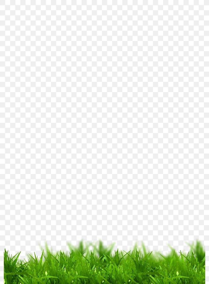 Grass, PNG, 790x1110px, Grass, Green Download Free