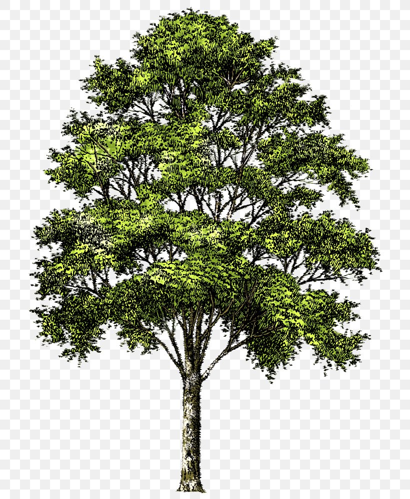 Tree Clip Art, PNG, 720x999px, Tree, Bonsai, Branch, Image Resolution, Oak Download Free