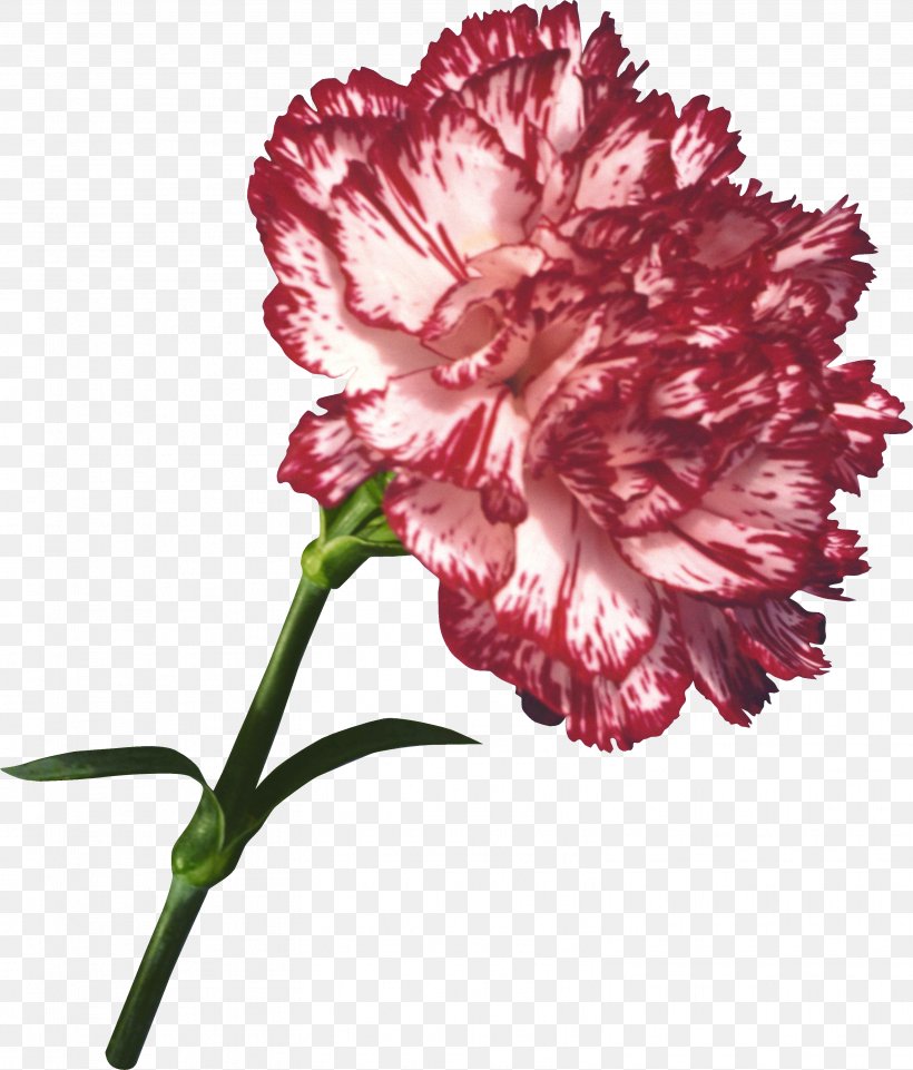 Carnation Flower Bouquet Garden Roses Kryddernellike, PNG, 3107x3645px, Carnation, Aroma, Color, Cultivar, Cut Flowers Download Free