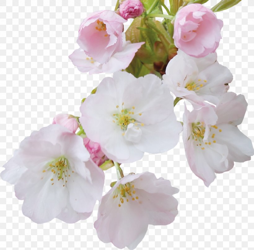 Cherry Blossom Cerasus Flower Petal, PNG, 844x832px, Cherry Blossom, Blossom, Branch, Cerasus, Cherries Download Free