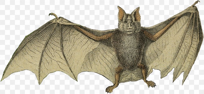 Fauna BAT-M Character Animal Fiction, PNG, 1800x828px, Fauna, Animal, Animal Figure, Bat, Batm Download Free