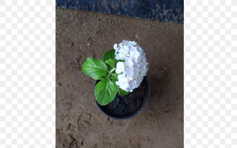 Flowerpot Jasmine Bonsai Houseplant, PNG, 512x512px, Flowerpot, Bonsai, Container, Cornales, Flower Download Free