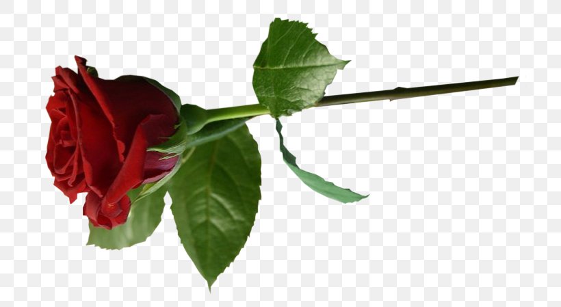 Garden Roses Flower LiveInternet Saint-Anastaise Diary, PNG, 739x449px, Garden Roses, Besseetsaintanastaise, Bud, Cut Flowers, Diary Download Free