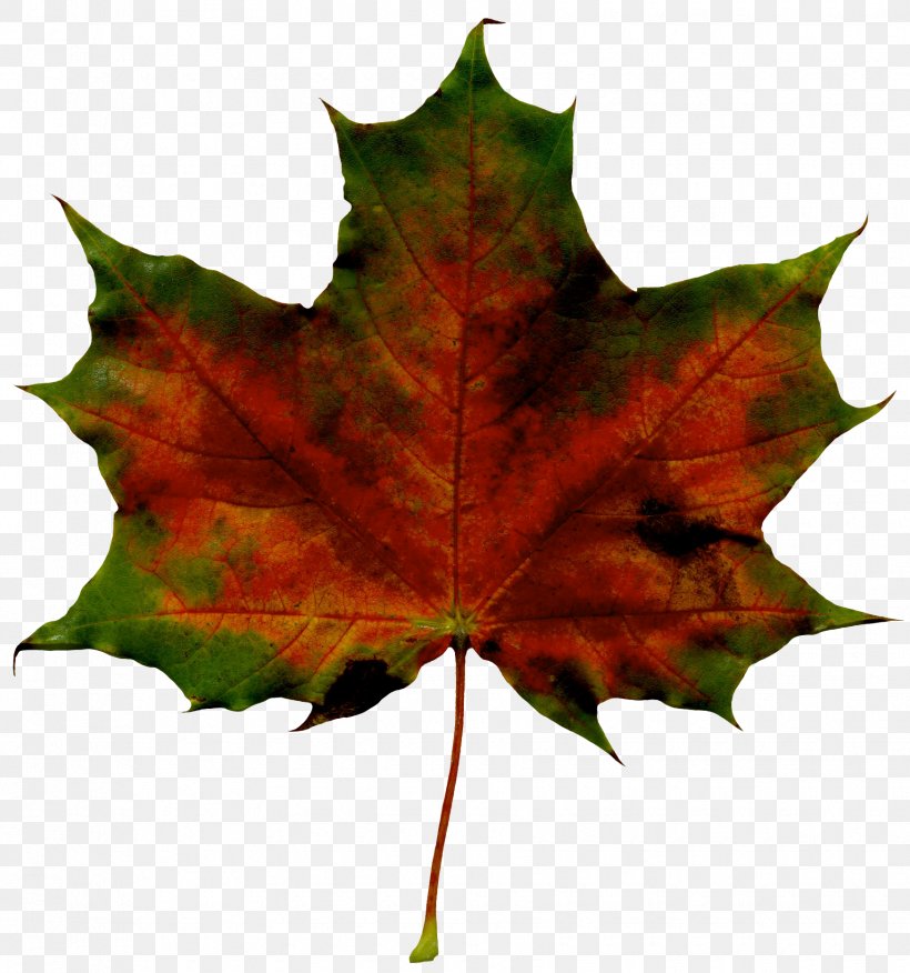 Maple Leaf, PNG, 1750x1870px, Leaf, Black Maple, Black Oak, Flowering Plant, Maple Leaf Download Free