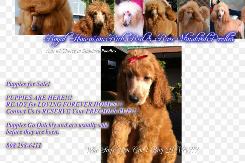 Poodle Irish Setter Cockapoo Dog Breed Puppy, PNG, 1030x686px, Poodle, Breed, Breed Group Dog, Carnivoran, Cockapoo Download Free