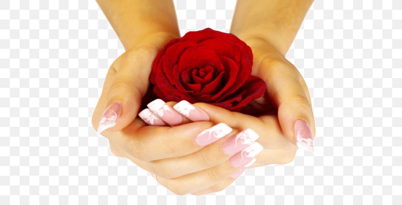 Rose Desktop Wallpaper Flower Hand Nail, PNG, 672x420px, Rose, Close Up, Finger, Flower, Flower Bouquet Download Free