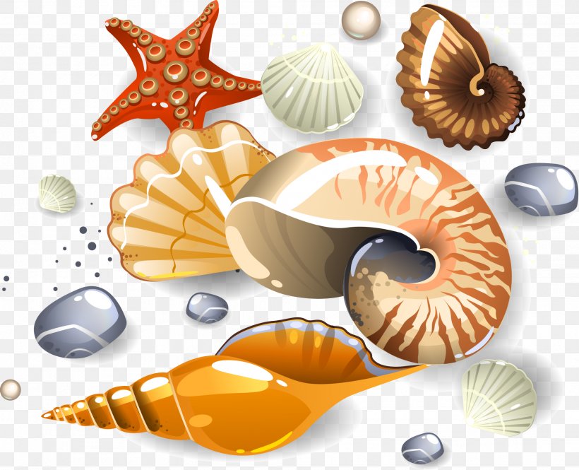 Seashell Euclidean Vector Download Clip Art, PNG, 1969x1598px, Seashell, Beach, Conch, Conchology, Invertebrate Download Free