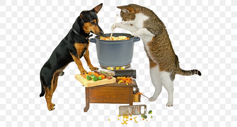 Cat Pet Raw Foodism Nutrition Health, PNG, 600x440px, Cat, Cat Like Mammal, Diet, Dog, Dog Breed Download Free
