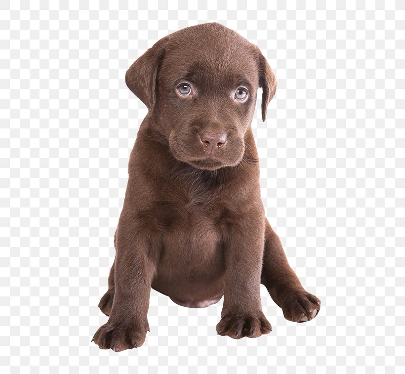 Labrador Retriever Puppy Siberian Husky Chocolate, PNG, 650x757px, Labrador Retriever, Breed, Carnivoran, Chocolate, Companion Dog Download Free