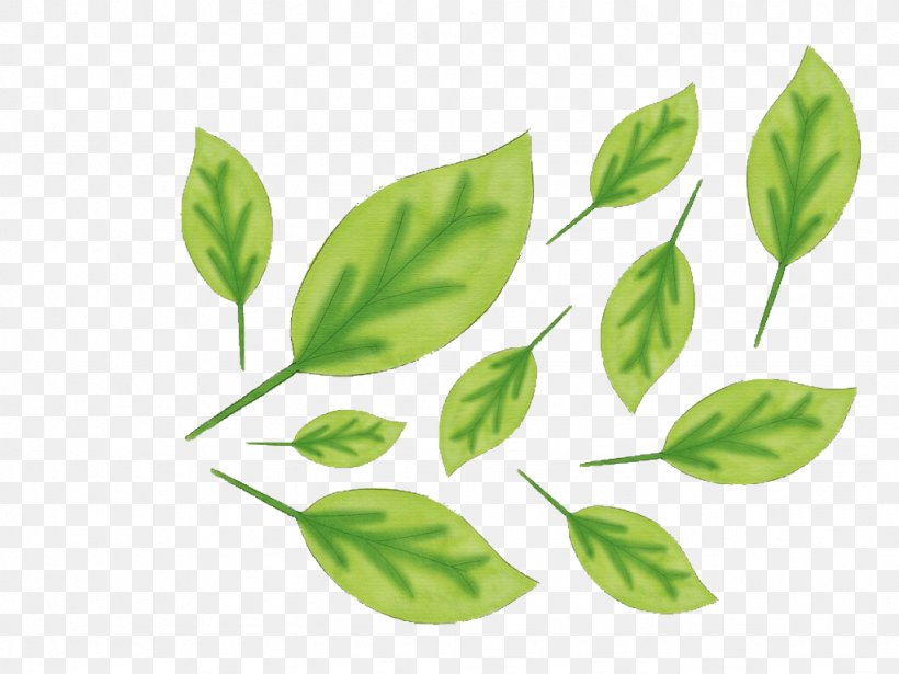 Leaf Plant Stem Branching, PNG, 1024x768px, Leaf, Branch, Branching, Plant, Plant Stem Download Free
