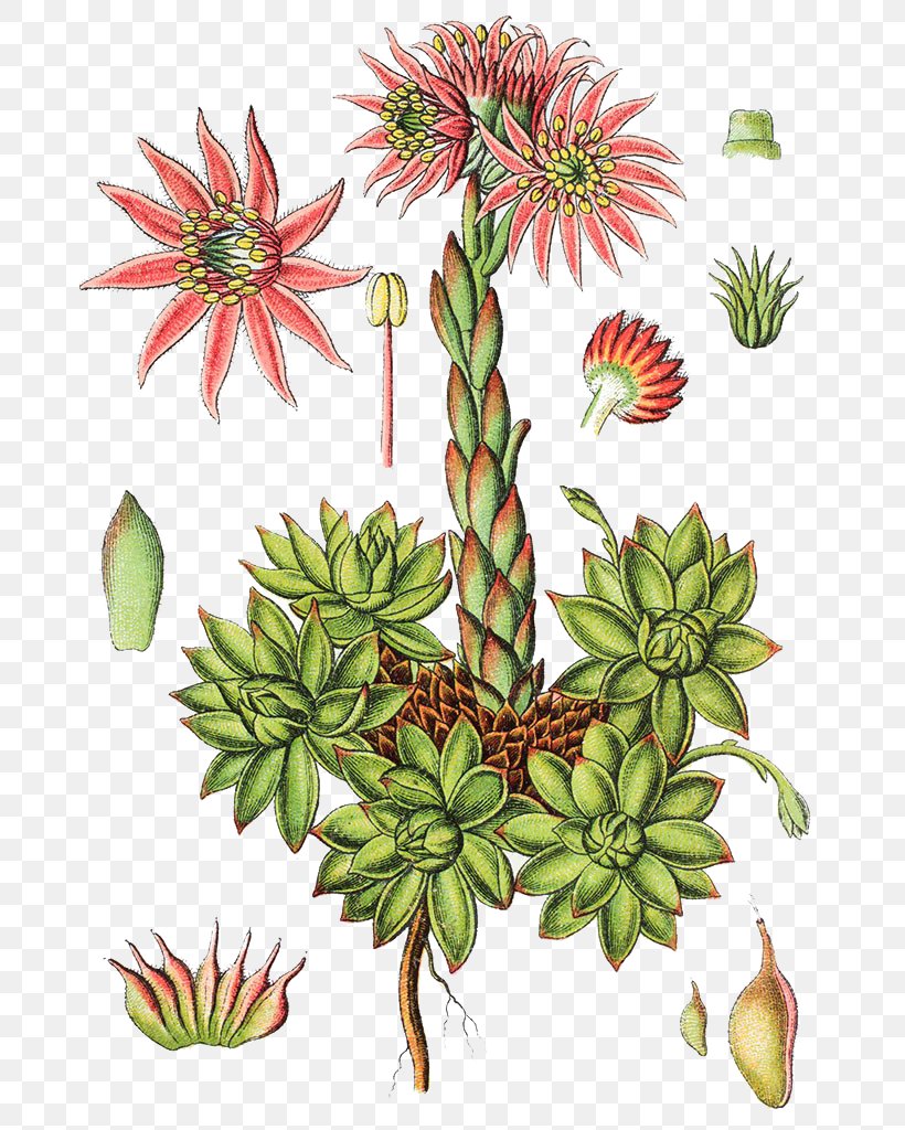 Mountain Houseleek Sempervivum Tectorum Jovibarba Gooseberry Ribes Alpinum, PNG, 675x1024px, Sempervivum Tectorum, Crassulaceae, Currant, Floral Design, Flower Download Free
