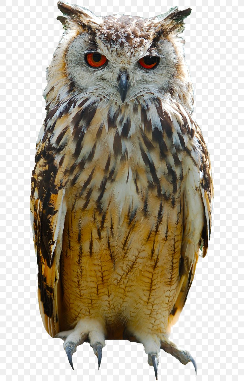 Owl Bird, PNG, 622x1280px, Owl, Beak, Bird, Bird Of Prey, Eagle Download Free