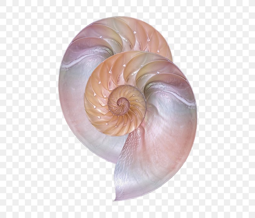 Sea Snail Conchology Chambered Nautilus Seashell, PNG, 560x700px, Snail, Chambered Nautilus, Closeup, Conch, Conchology Download Free