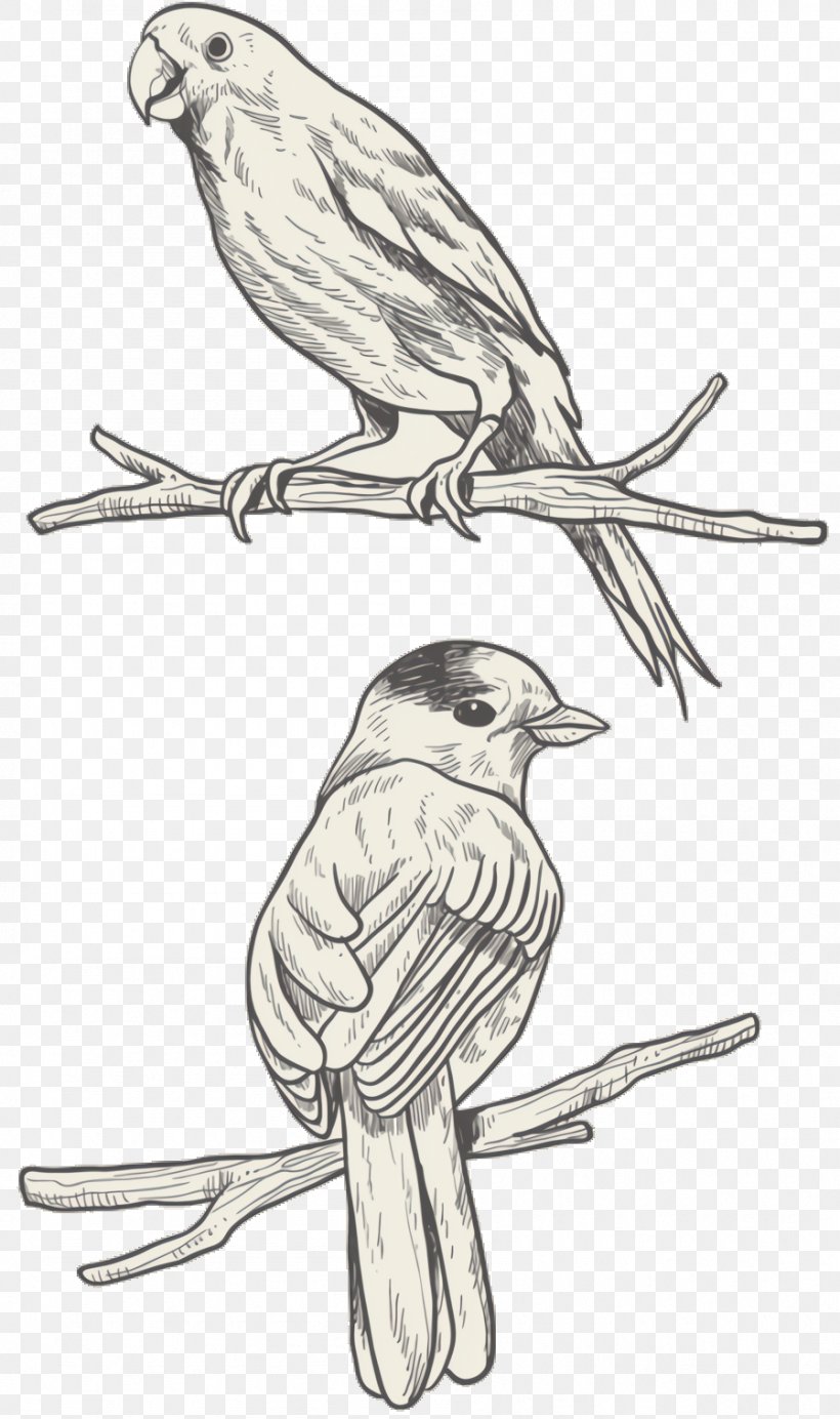 Singing Canary Bird Hand Drawn Doodle Line Art Vector Ink Stock Vector by  NaDoKrasivo 212046444