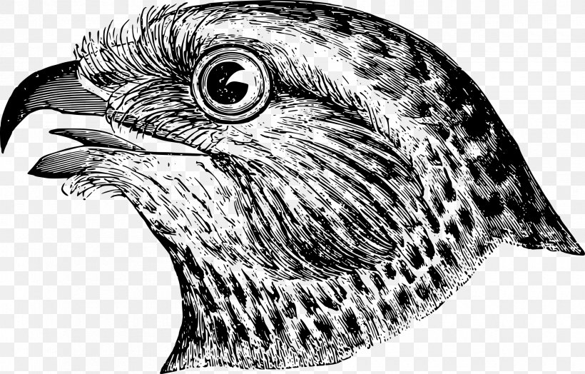 Draw Birds Clip Art, PNG, 2400x1536px, Bird, Artwork, Beak, Bird Feeders, Bird Of Prey Download Free