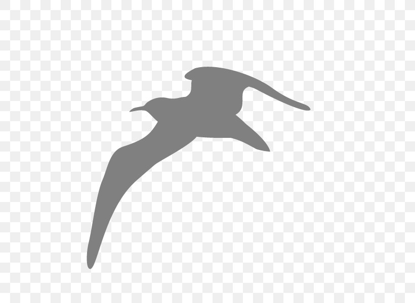 Bird Gulls Kittiwake, PNG, 800x600px, Bird, Albatross, Animal, Beak, Black Download Free