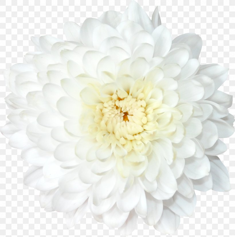 Chrysanthemum Transvaal Daisy Flower Lilium, PNG, 1305x1315px, 2016, 2017, Chrysanthemum, Chrysanths, Cut Flowers Download Free