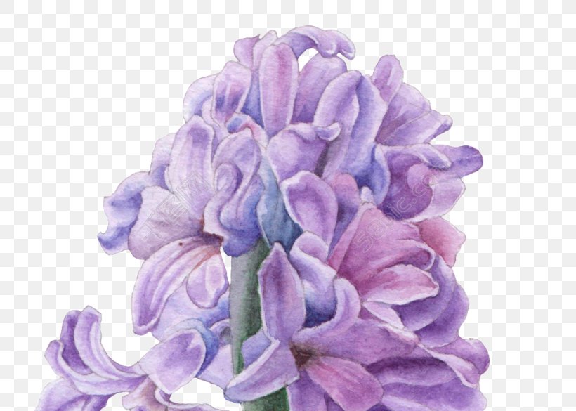 Hyacinth Ornamental Plant Image Vector Graphics, PNG, 780x585px, Hyacinth, Cut Flowers, Flower, Flowering Plant, Gift Download Free